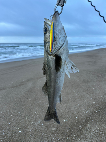 スズキの釣果