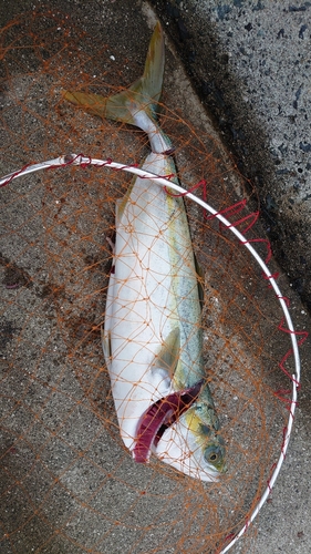 ツバスの釣果