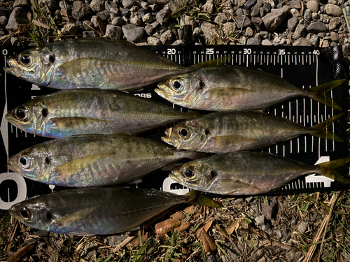 アジの釣果