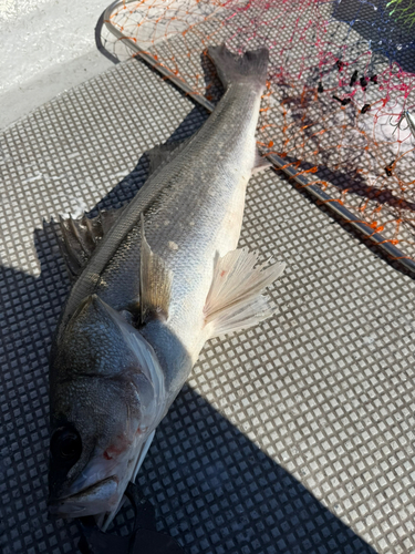 スズキの釣果