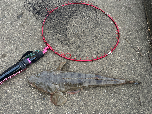 マゴチの釣果