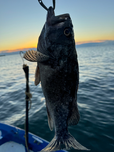 釣果