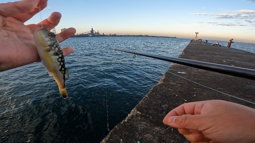 コモンフグの釣果