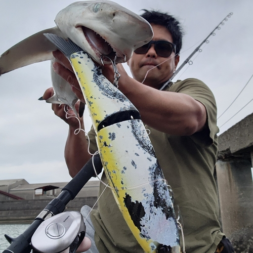 サメの釣果