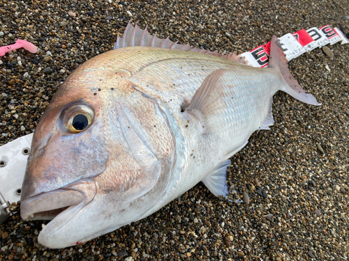 マダイの釣果