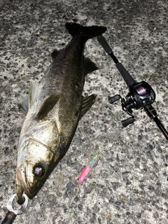 シーバスの釣果