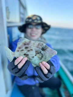 カワハギの釣果