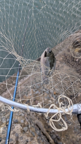 グレの釣果