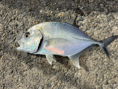 碧南海釣り公園