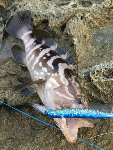 クエの釣果