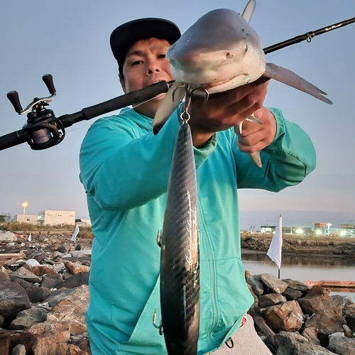 サメの釣果