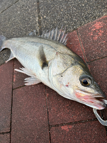 豊洲ぐるり公園