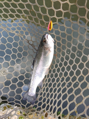 ニジマスの釣果