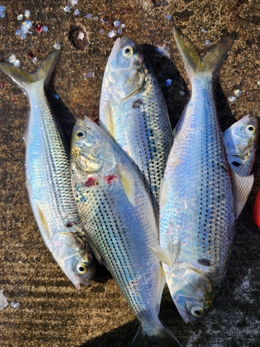 コノシロの釣果