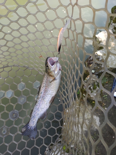 ニジマスの釣果