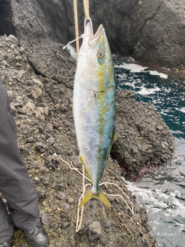 イナダの釣果