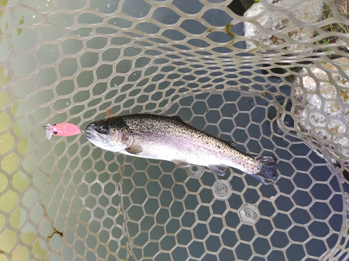 ニジマスの釣果