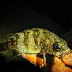 シロメバルの釣果