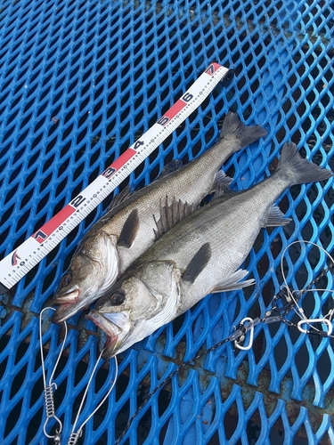 シーバスの釣果