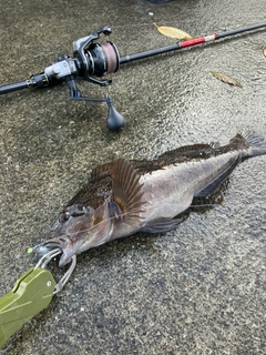 アイナメの釣果