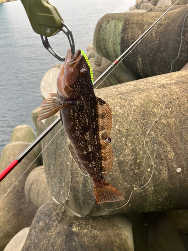 アイナメの釣果