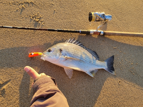 キビレの釣果