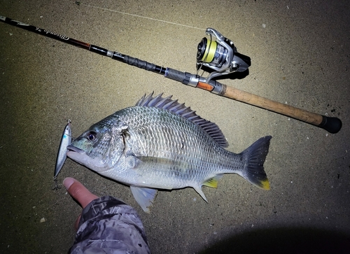 キビレの釣果