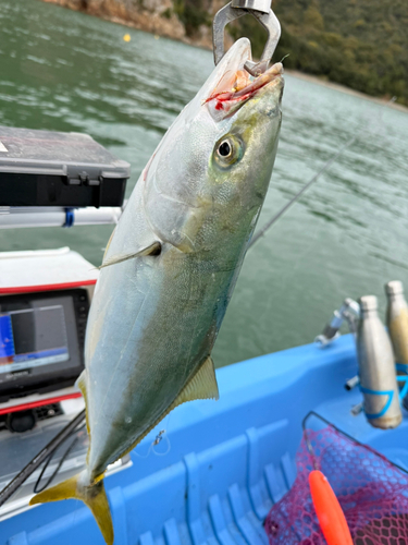 ツバスの釣果