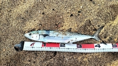 サゴシの釣果