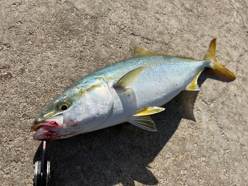 イナダの釣果