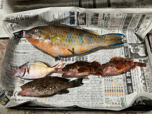 ヒブダイの釣果