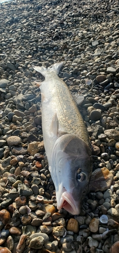 釣果