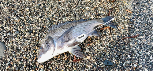 クロダイの釣果