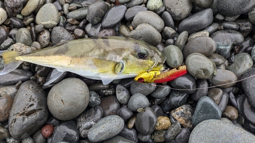 シロサバフグの釣果