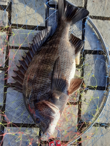 クロダイの釣果