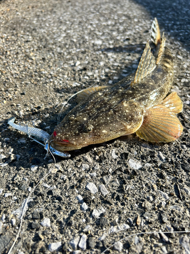 マゴチの釣果