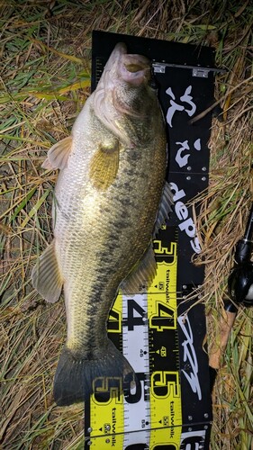 ブラックバスの釣果