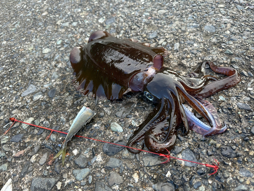 駿河湾