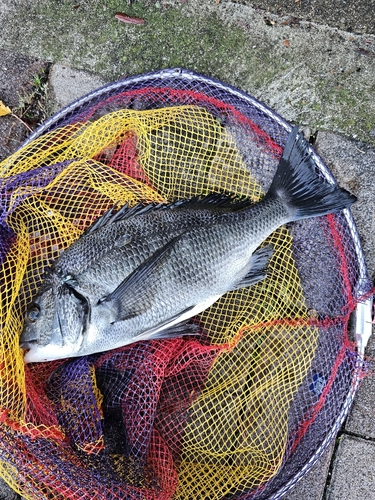 クロダイの釣果