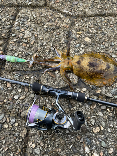 アオリイカの釣果