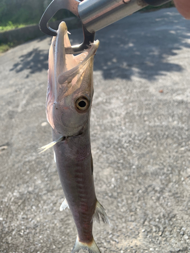 カマスの釣果