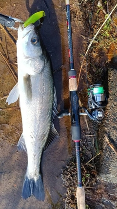 スズキの釣果