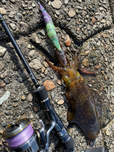 アオリイカの釣果