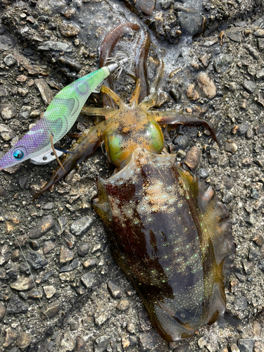 アオリイカの釣果