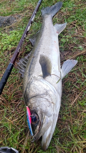 釣果