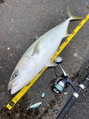 ブリの釣果