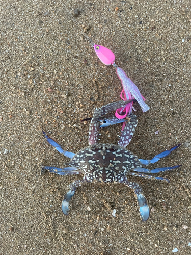 タイワンガザミの釣果