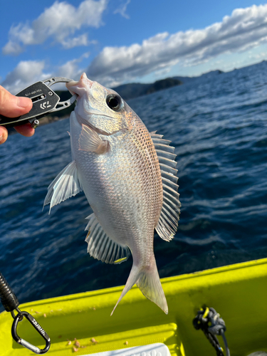 メイチダイの釣果