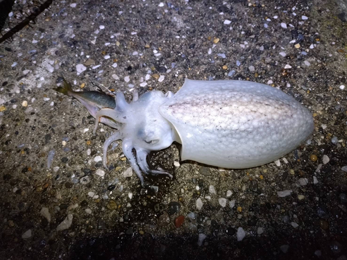 シリヤケイカの釣果