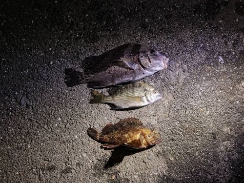 コショウダイの釣果